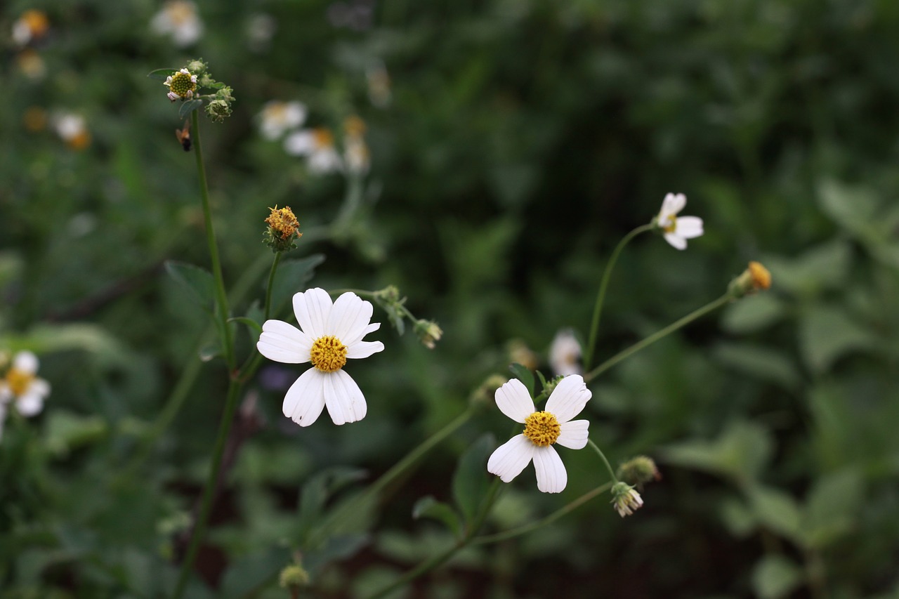 flower white macro free photo