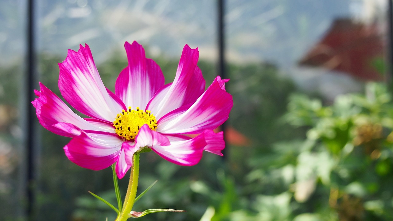 flower blooms nature free photo