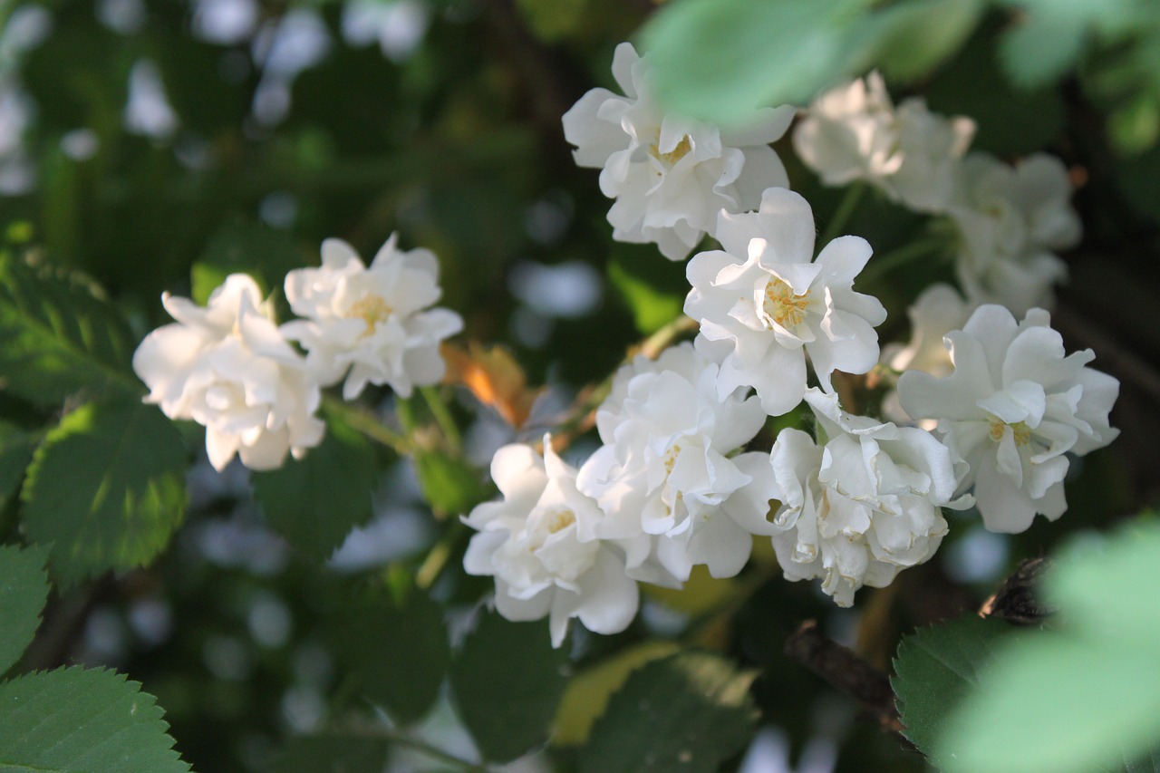 flower sunshine plant free photo