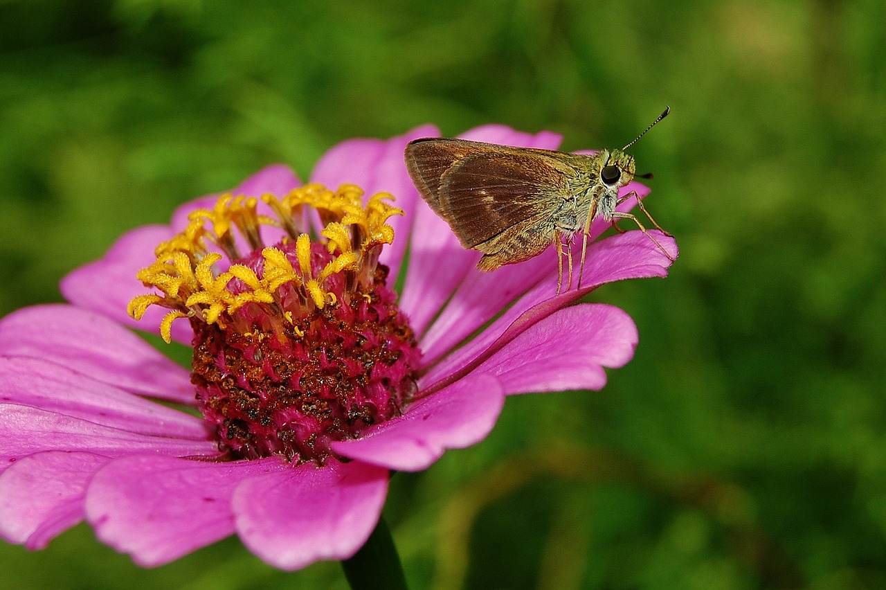 flower zinnia moth free photo