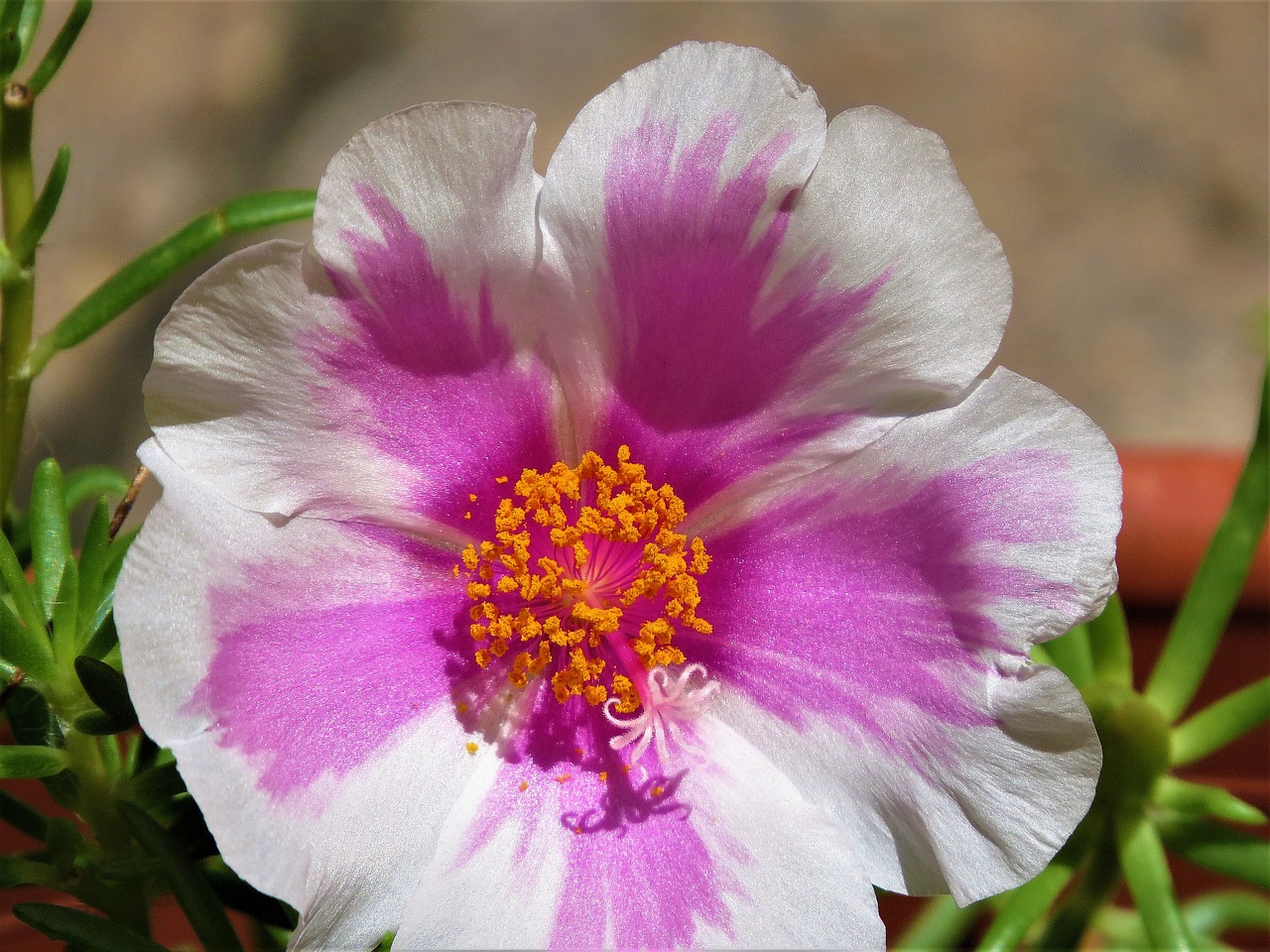 flower pink white free photo