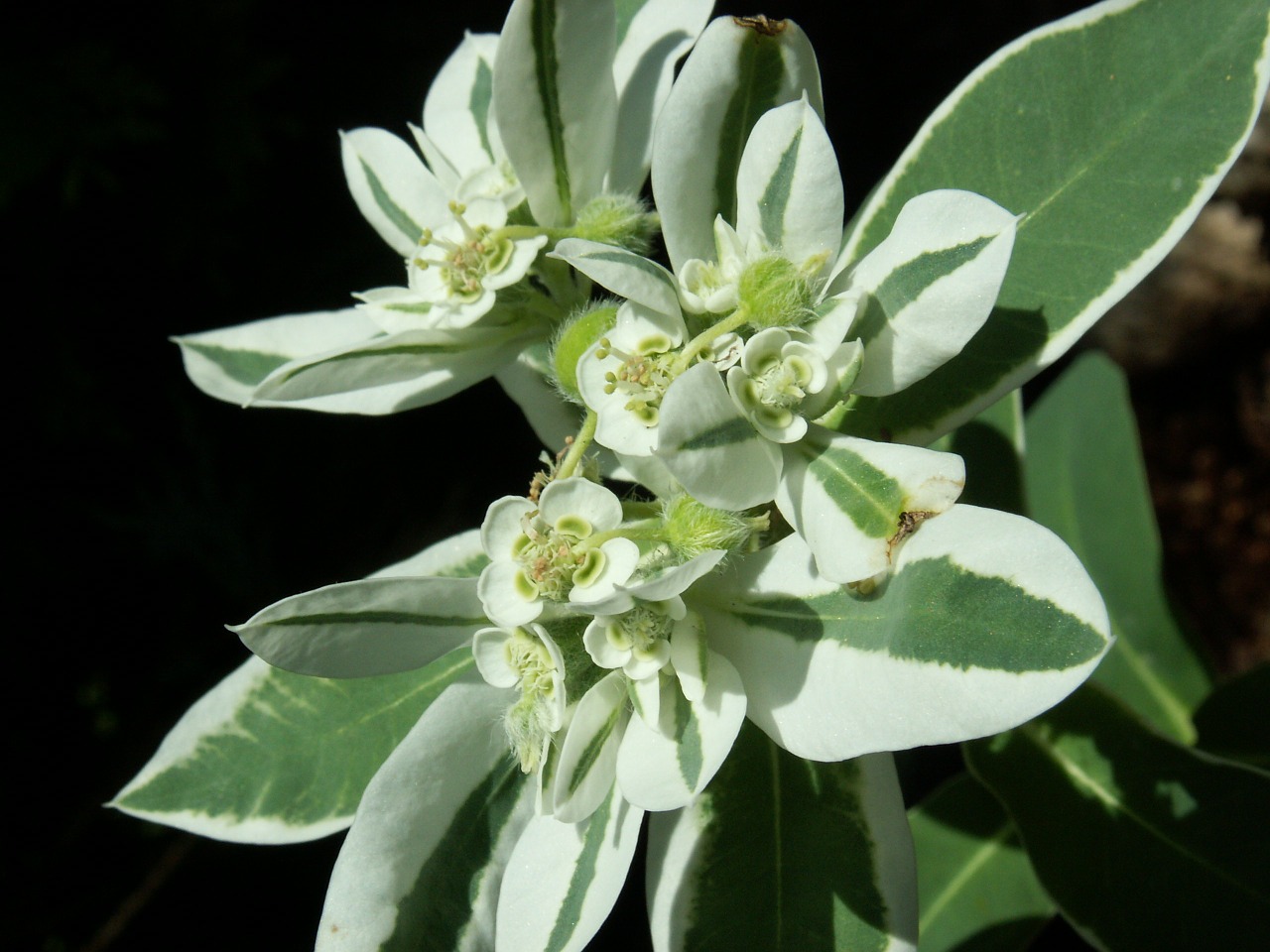 flower summer garden free photo