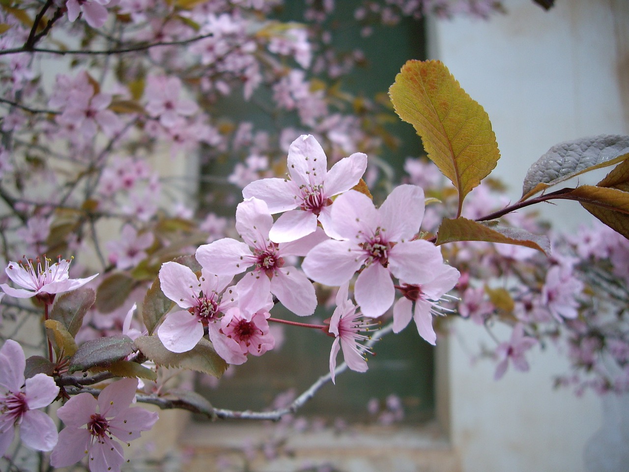 flower white white flowers free photo