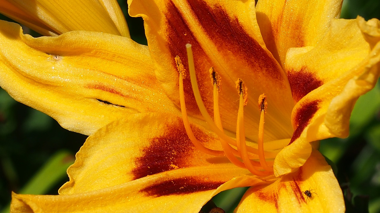 flower blooms daylilies free photo