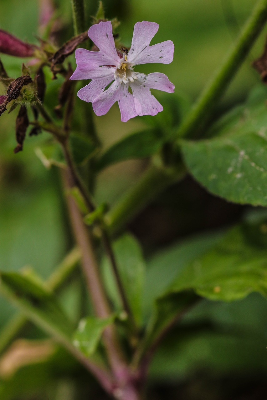 flower wildflower nature free photo