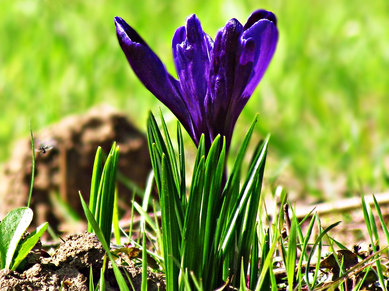 flower krokus spring free photo