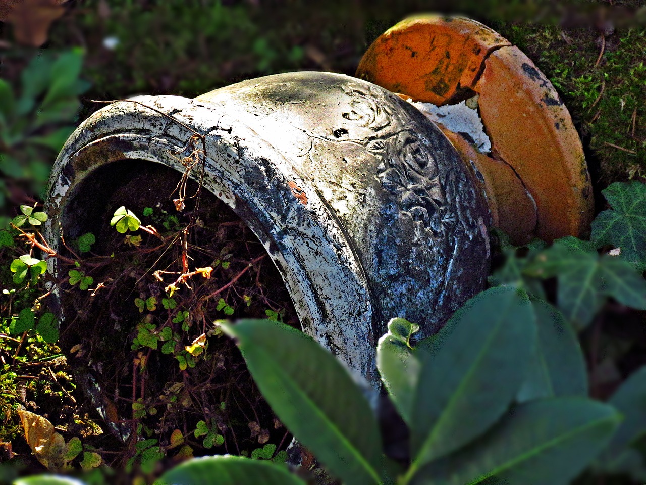 flower flower pot nature free photo