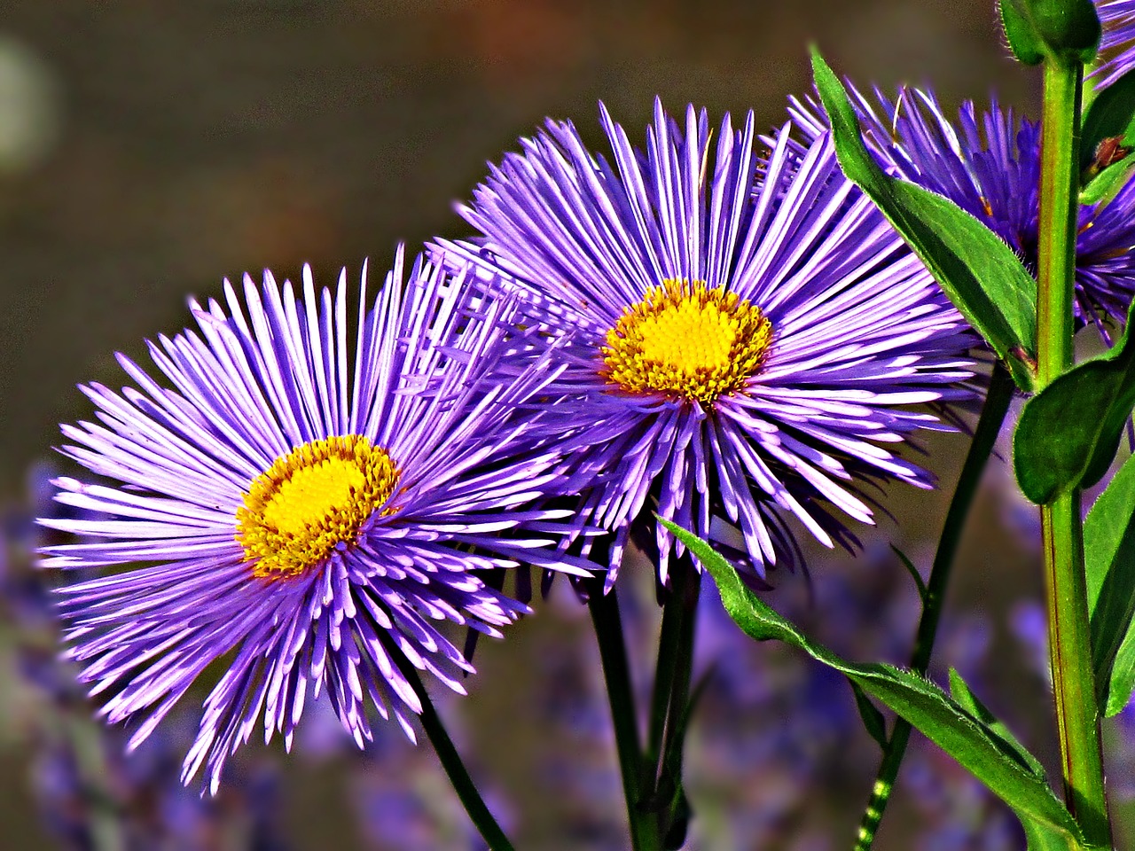 flower aster astra free photo