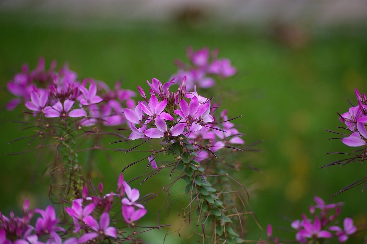 flower flower garden purple free photo