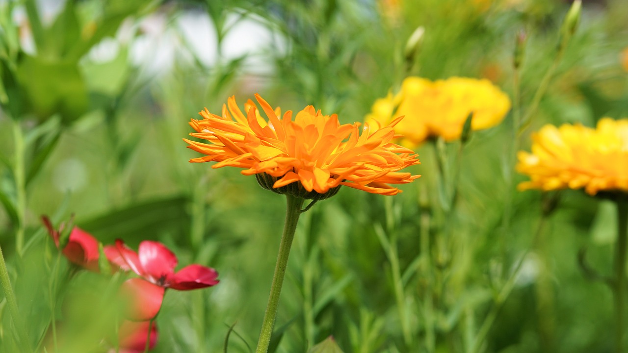 flower blossom bloom free photo