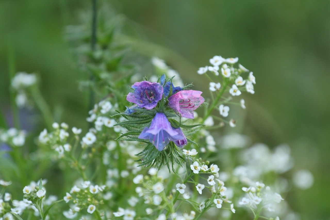 flower macro flourished free photo