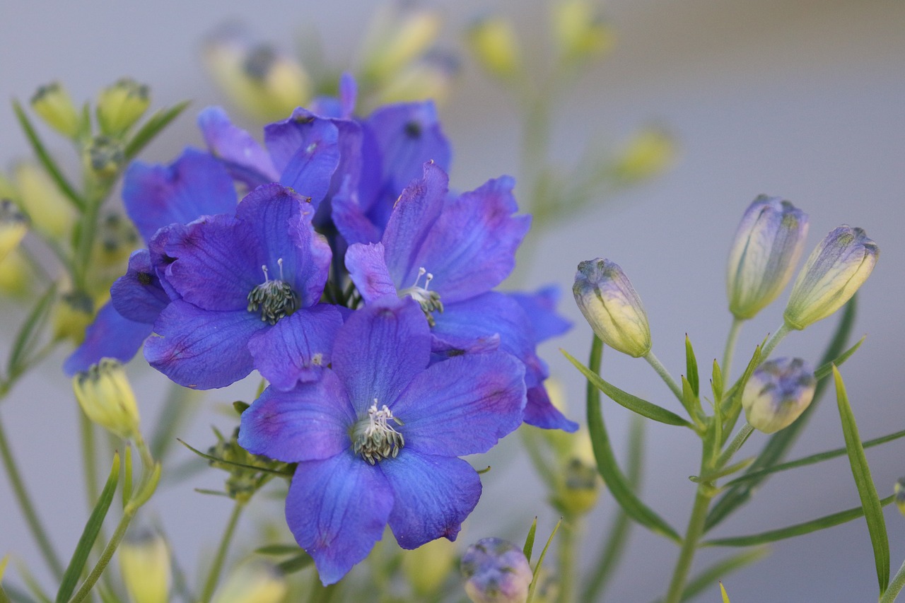 flower blue bloom free photo