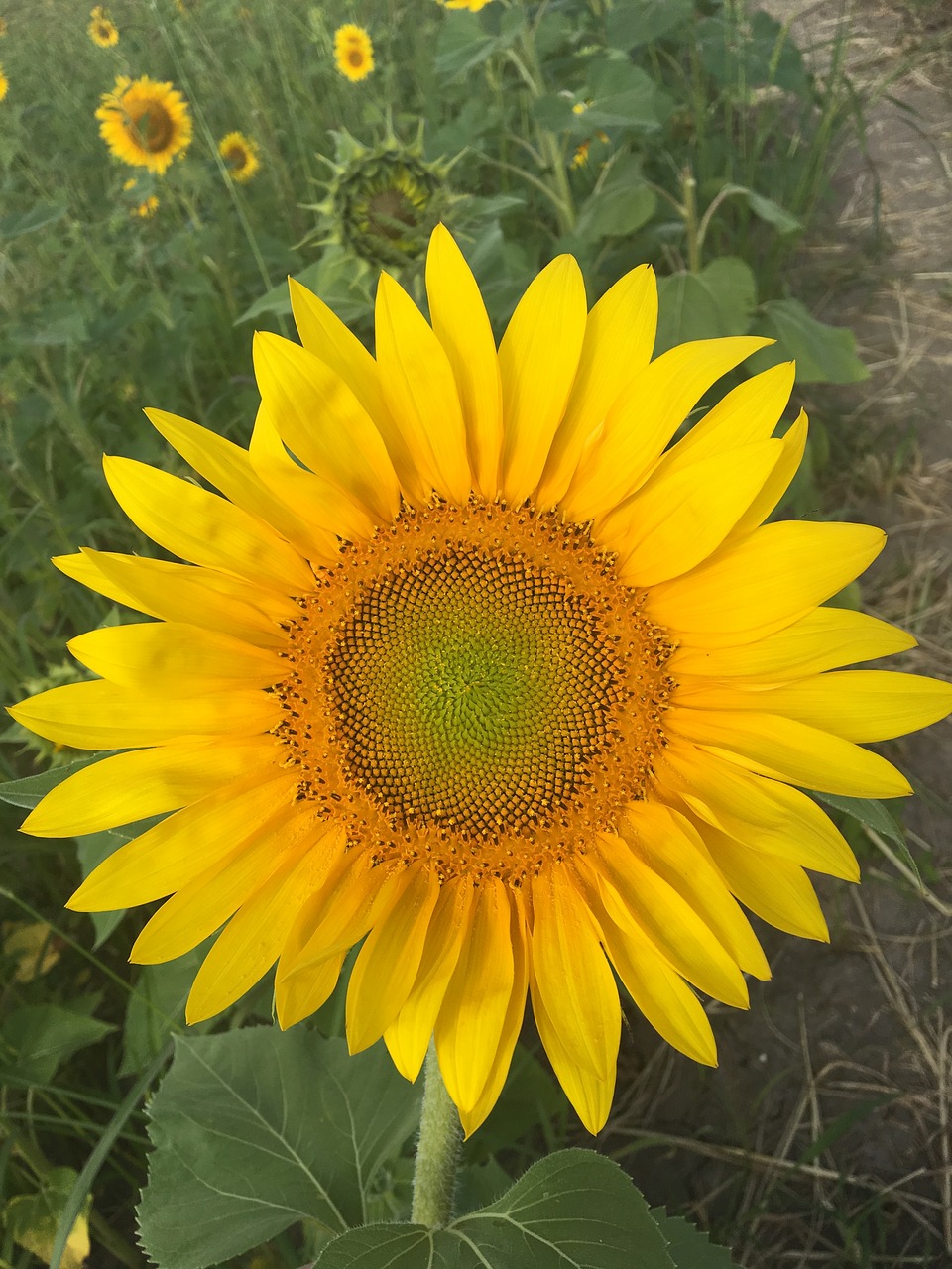 flower sunflower outside free photo