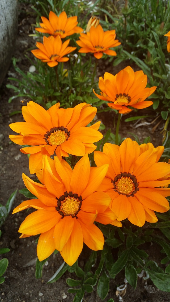flower orange garden free photo