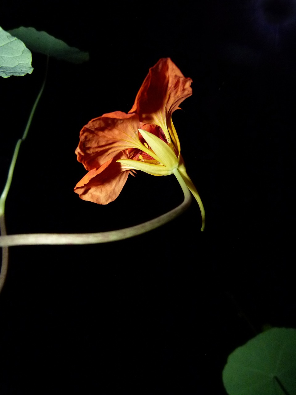 flower nasturtium red free photo