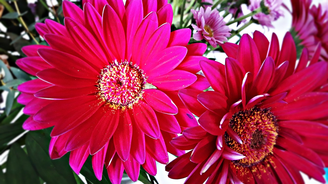 flower daisy flowers free photo