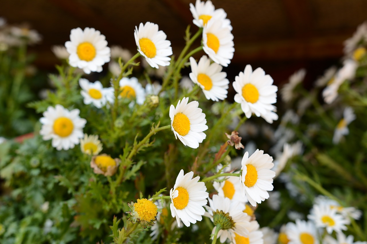 flower the scenery plant free photo