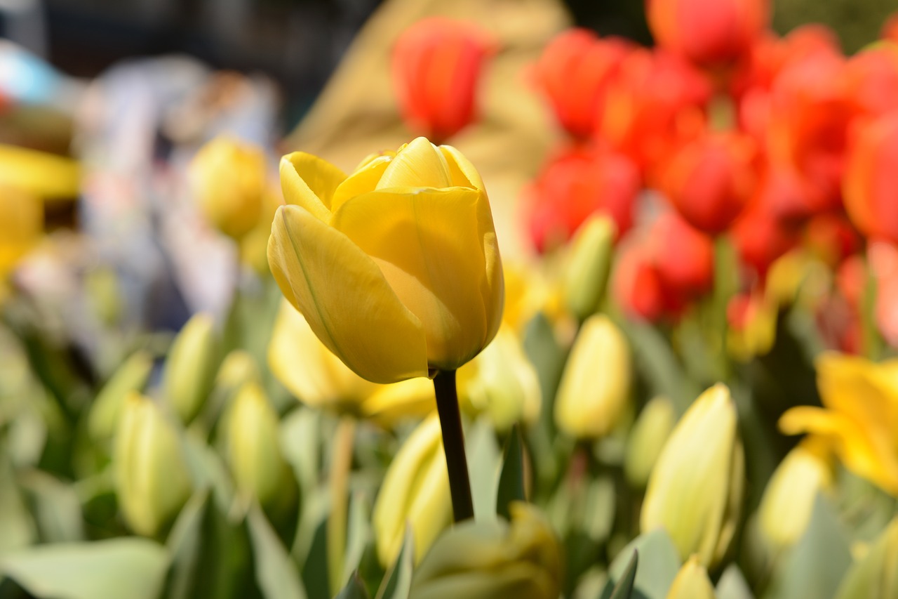 flower the scenery plant free photo