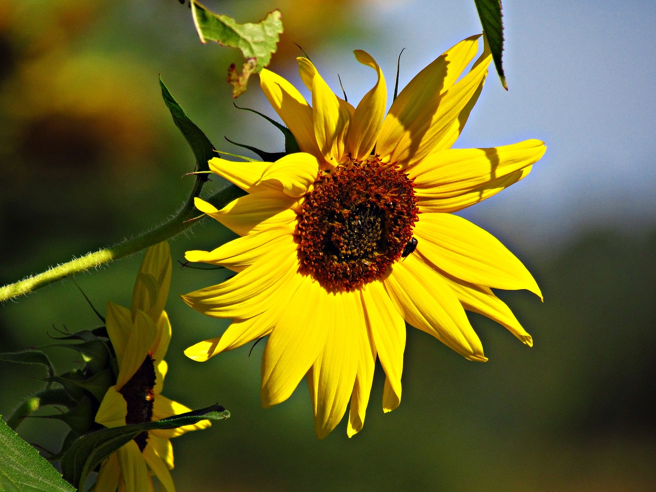 flower sunflower the sun free photo