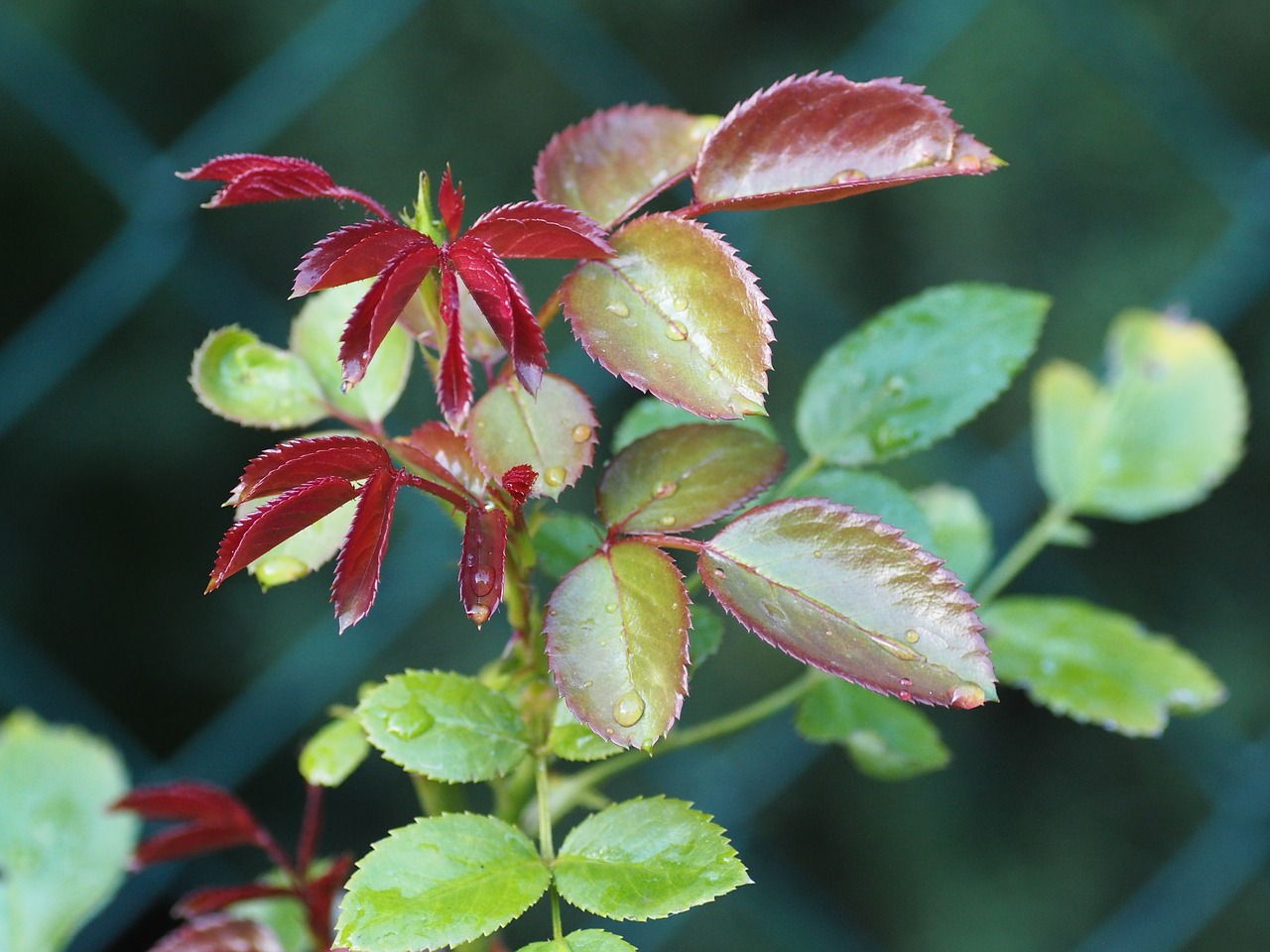 flower garden nature free photo