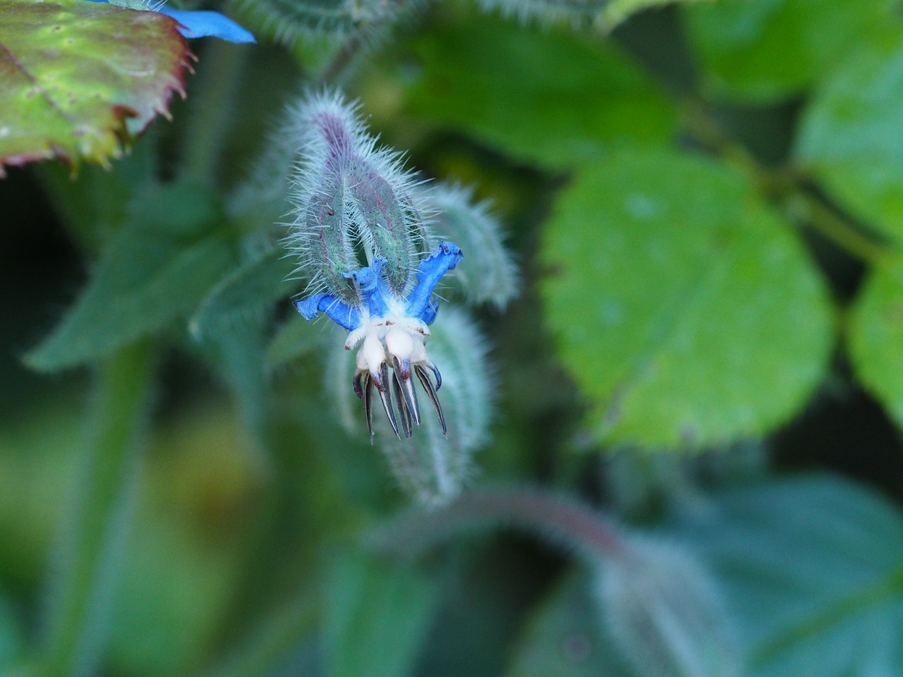 flower garden nature free photo