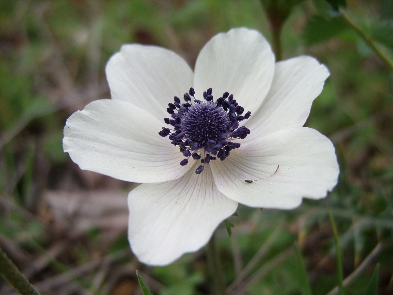 flower white close up free photo