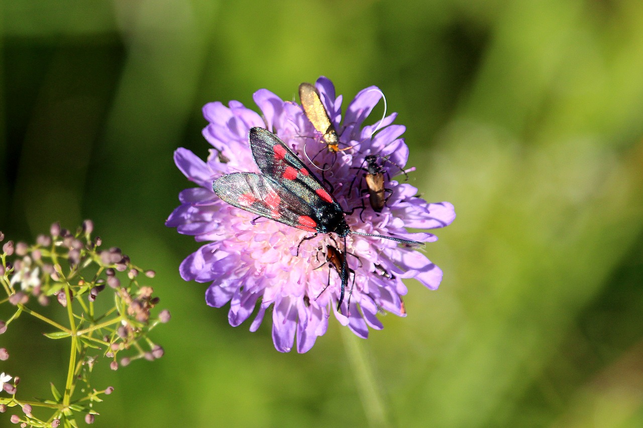 flower purple insect free photo