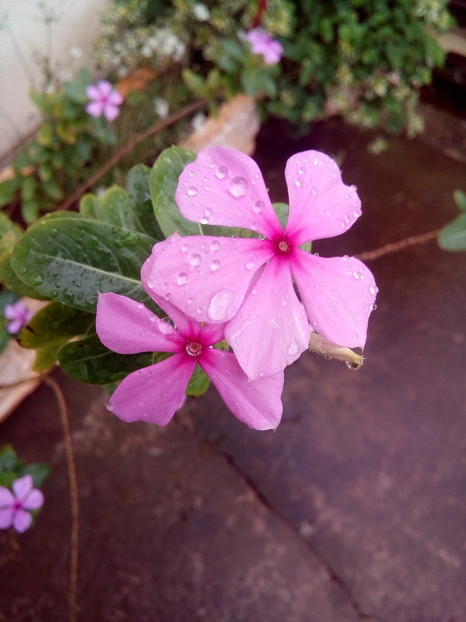 flower dew red free photo