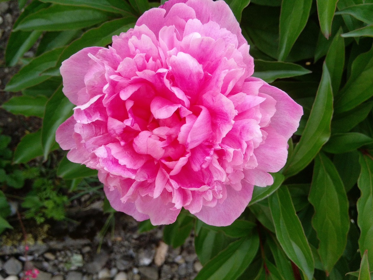 flower nature peony free photo