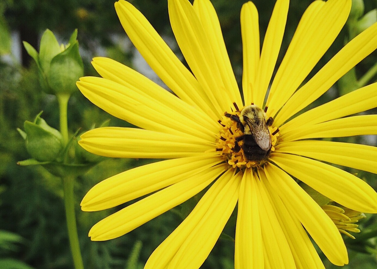 flower yellow bee free photo