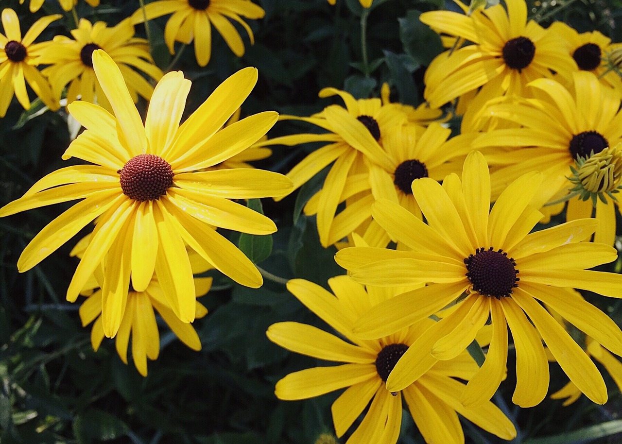 flower yellow yellow flowers free photo