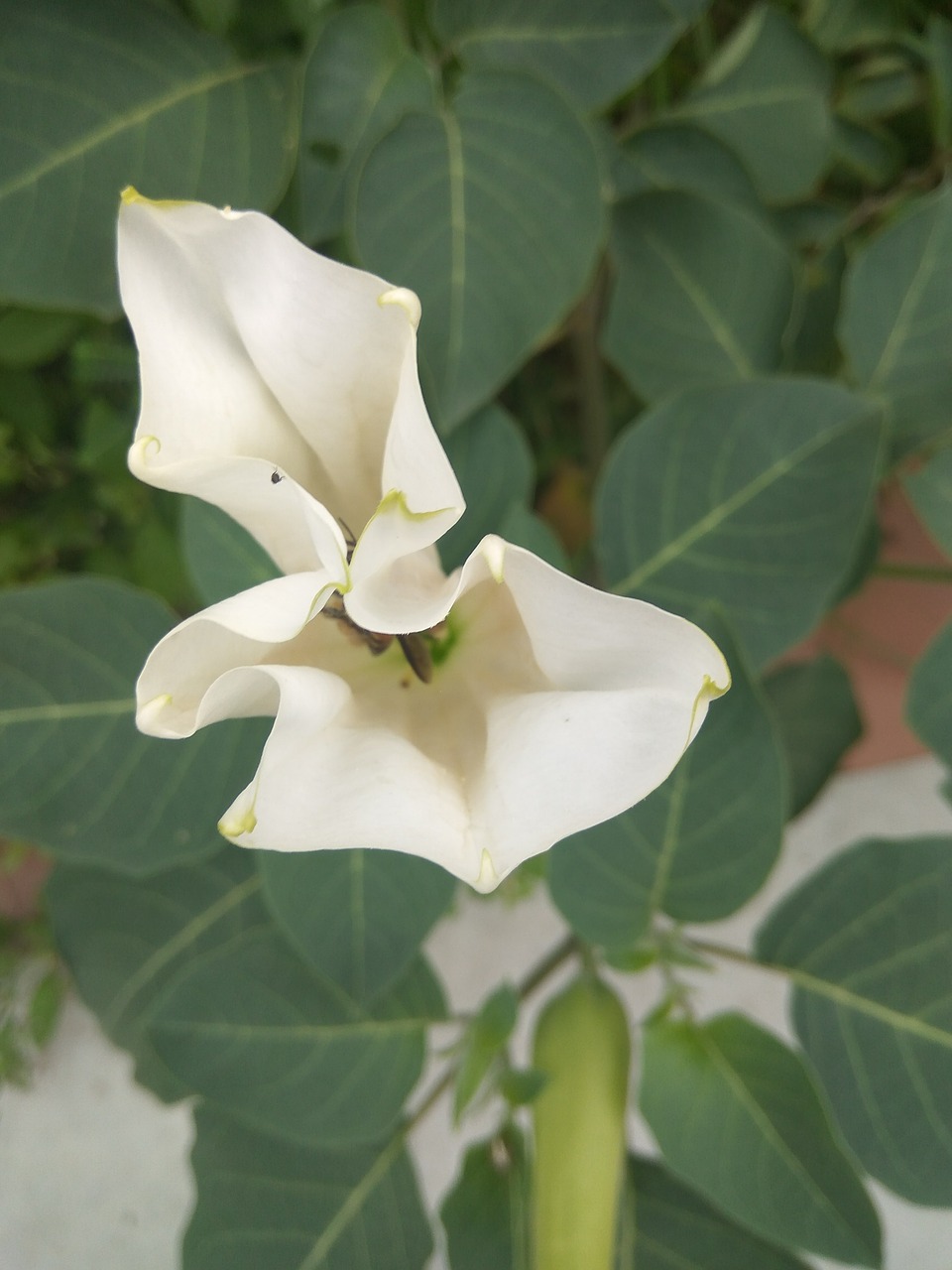 flower bee white free photo