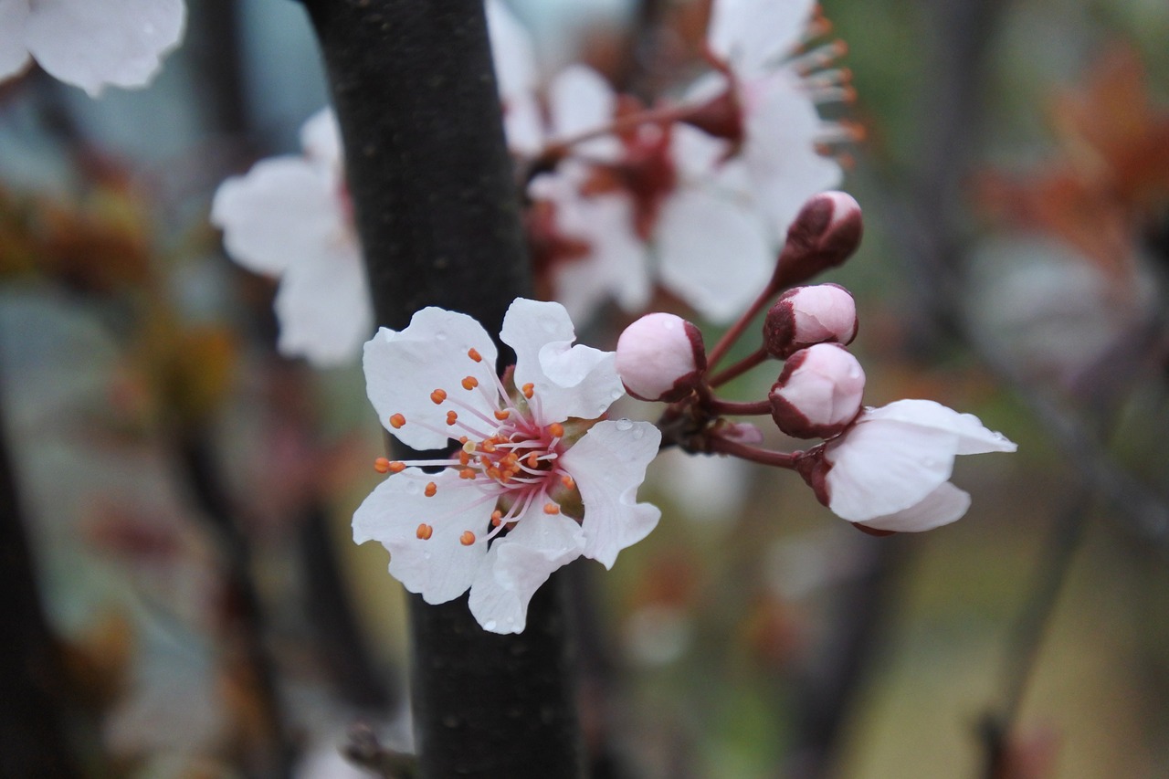 flower spring natural free photo