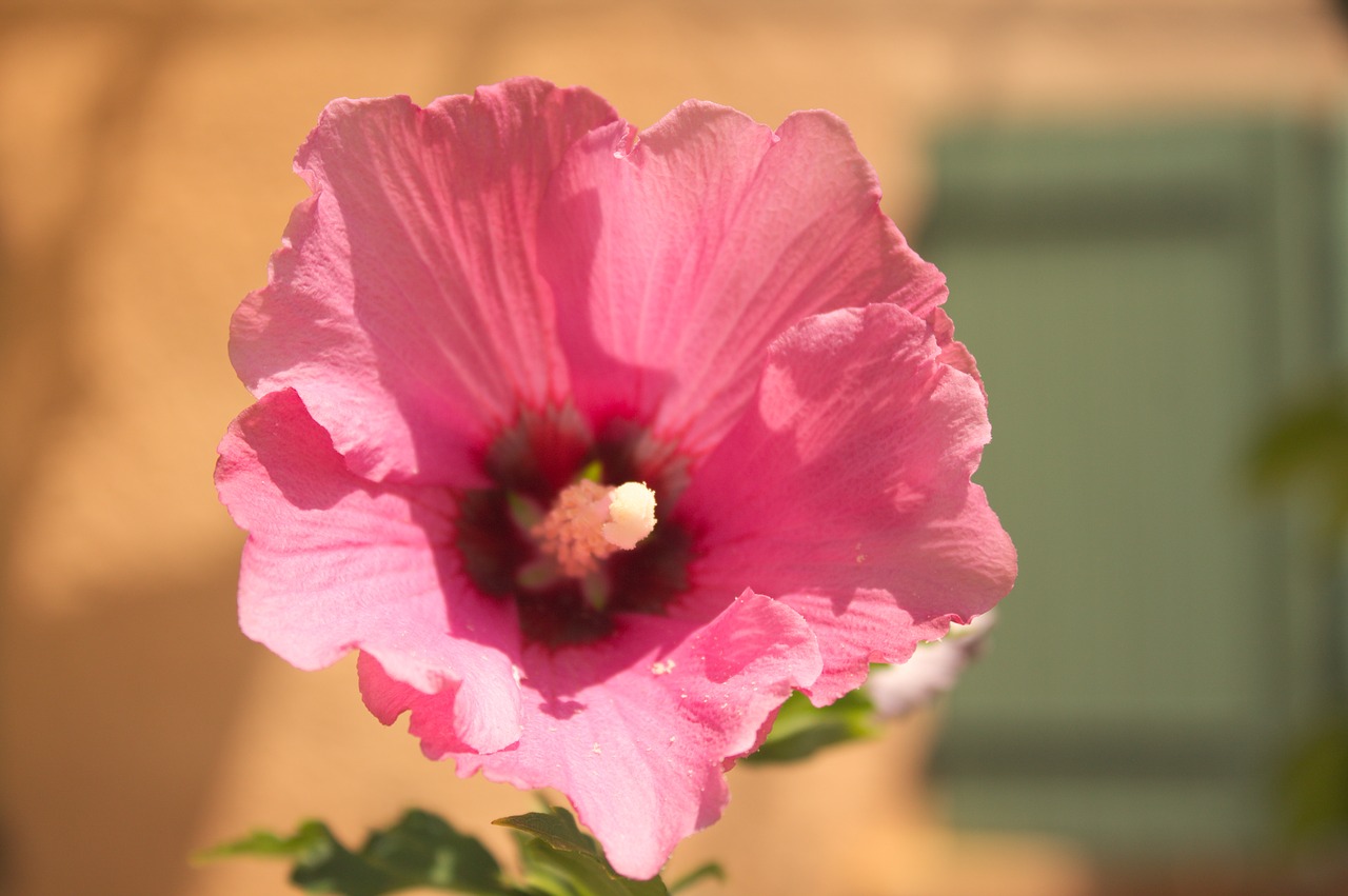 flower summer pink free photo