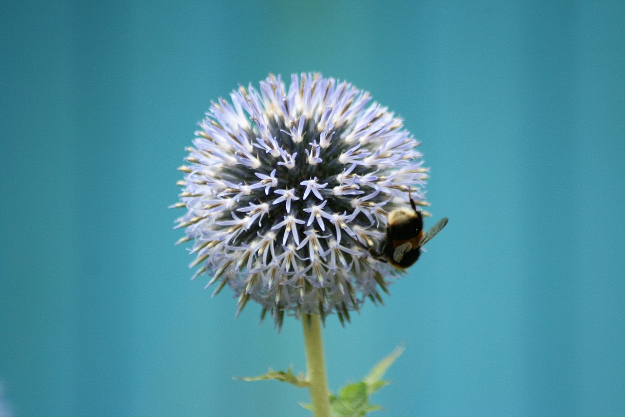 flower bee insect free photo