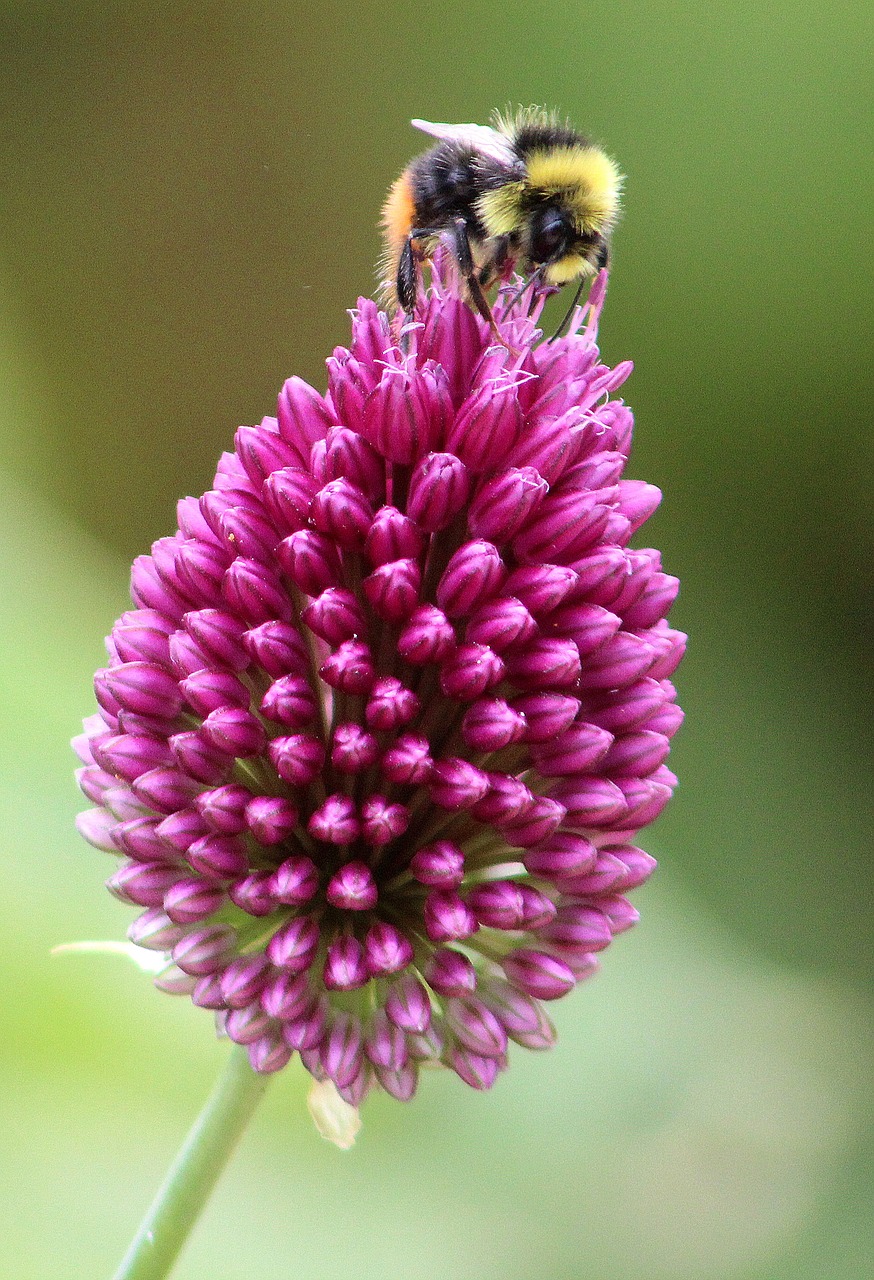 flower bee insect free photo