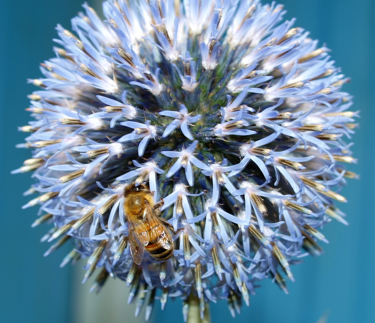 flower bee insect free photo