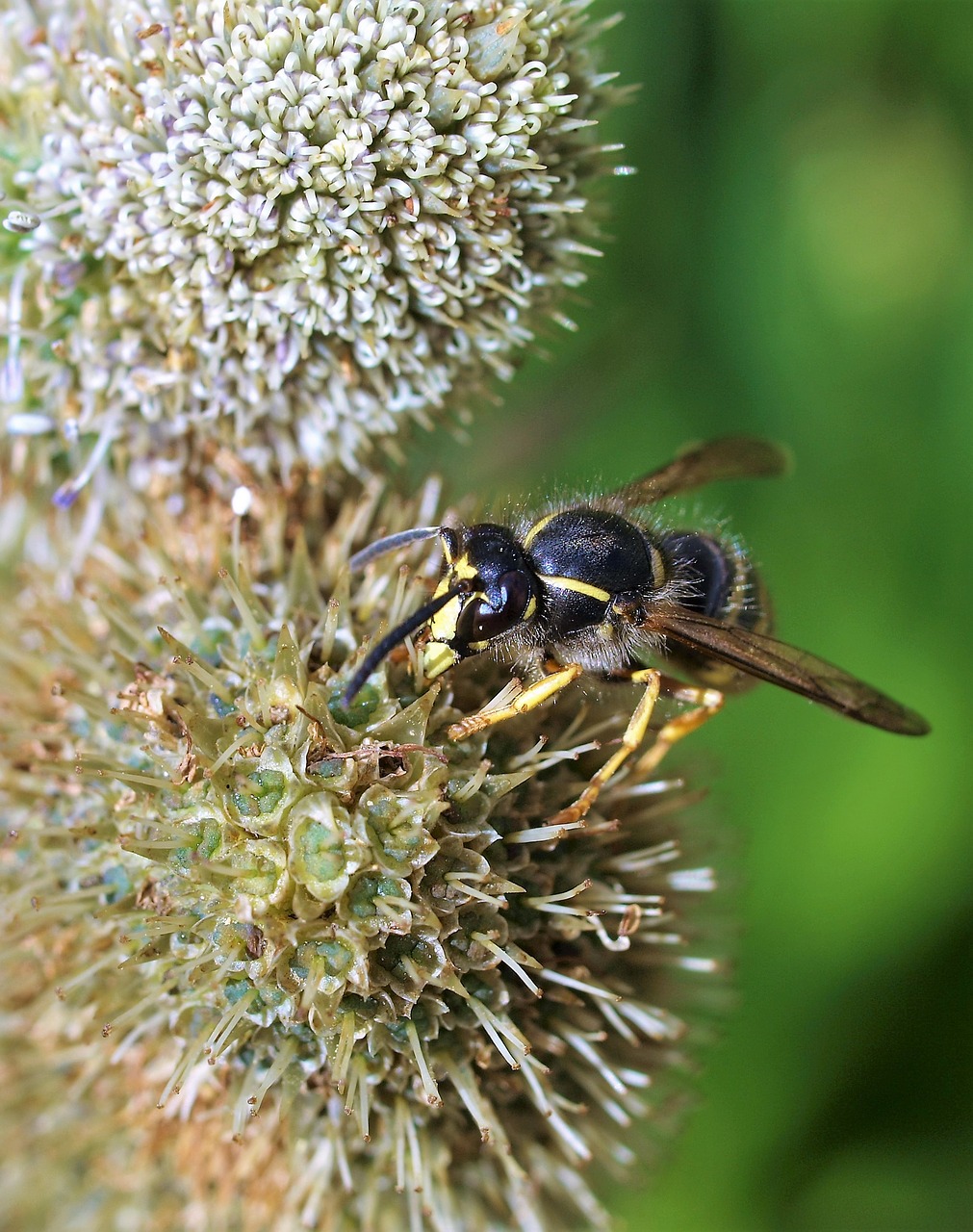 flower bee insect free photo