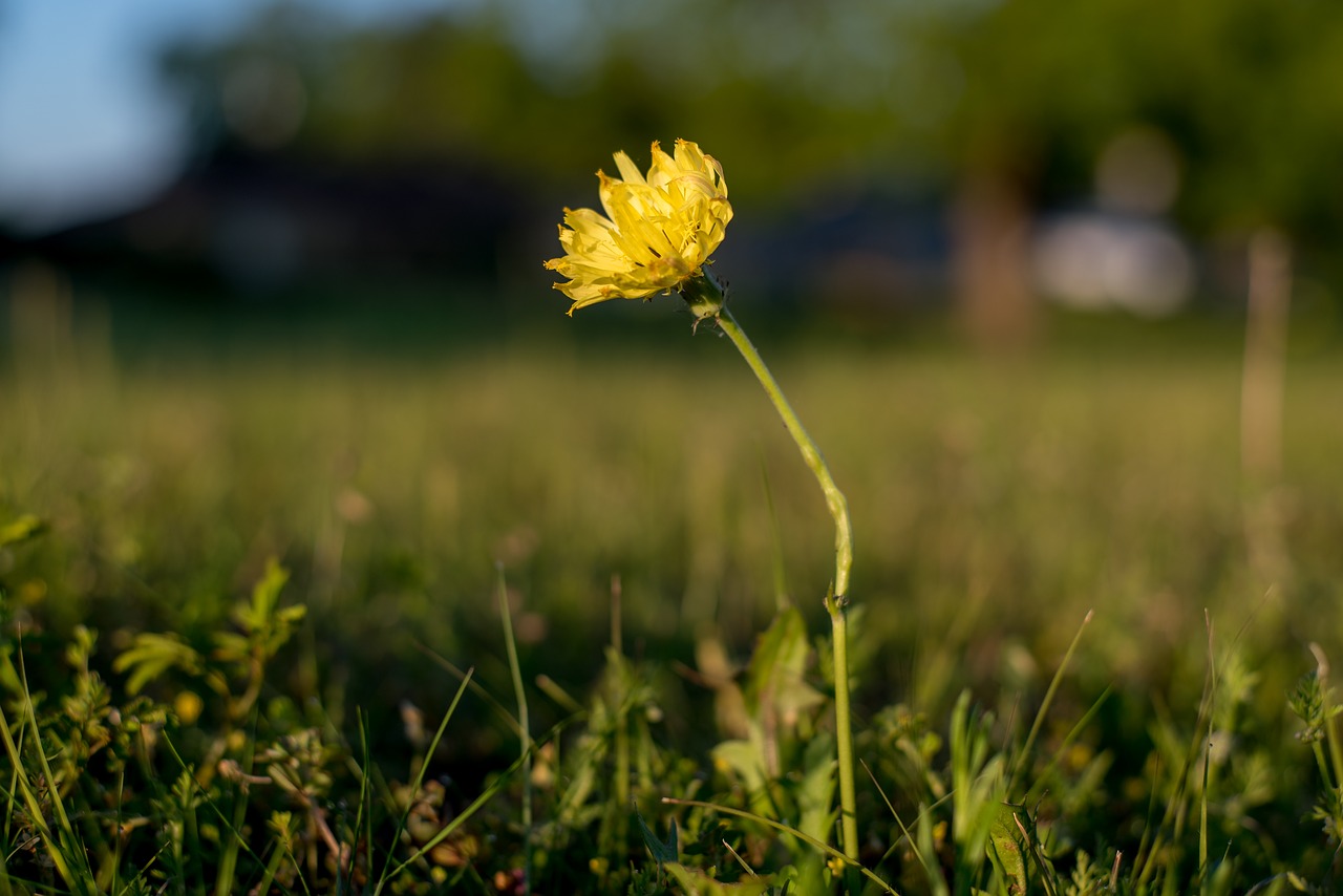 flower morning yellow free photo