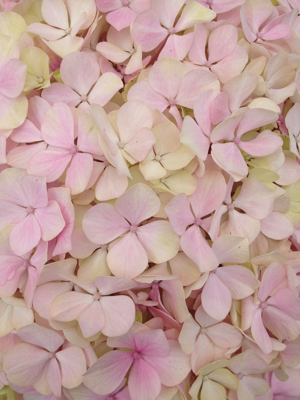 flower texture hydrangea free photo