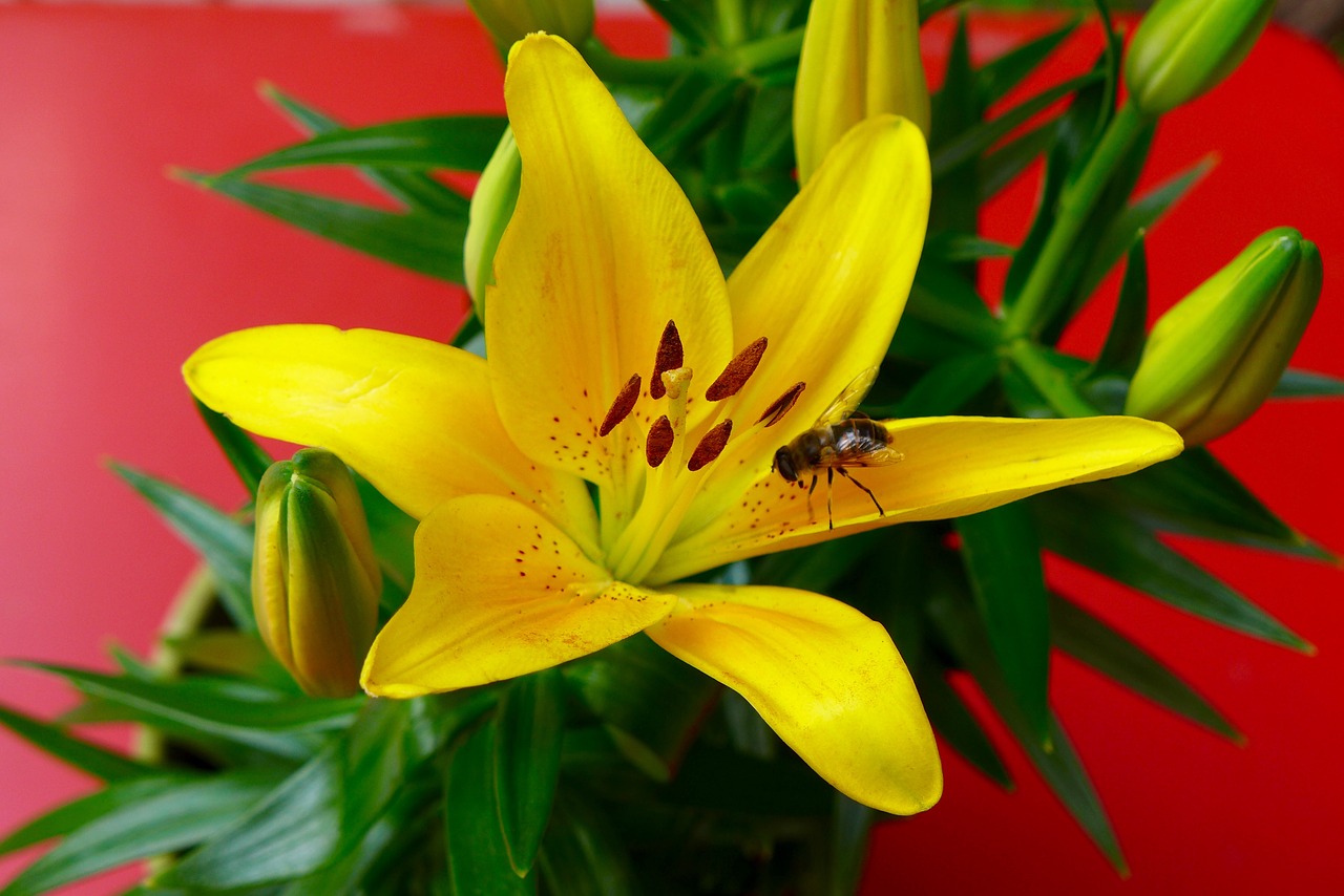 flower lily bee free photo