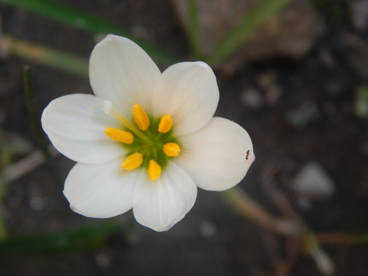 flower white pistils free photo