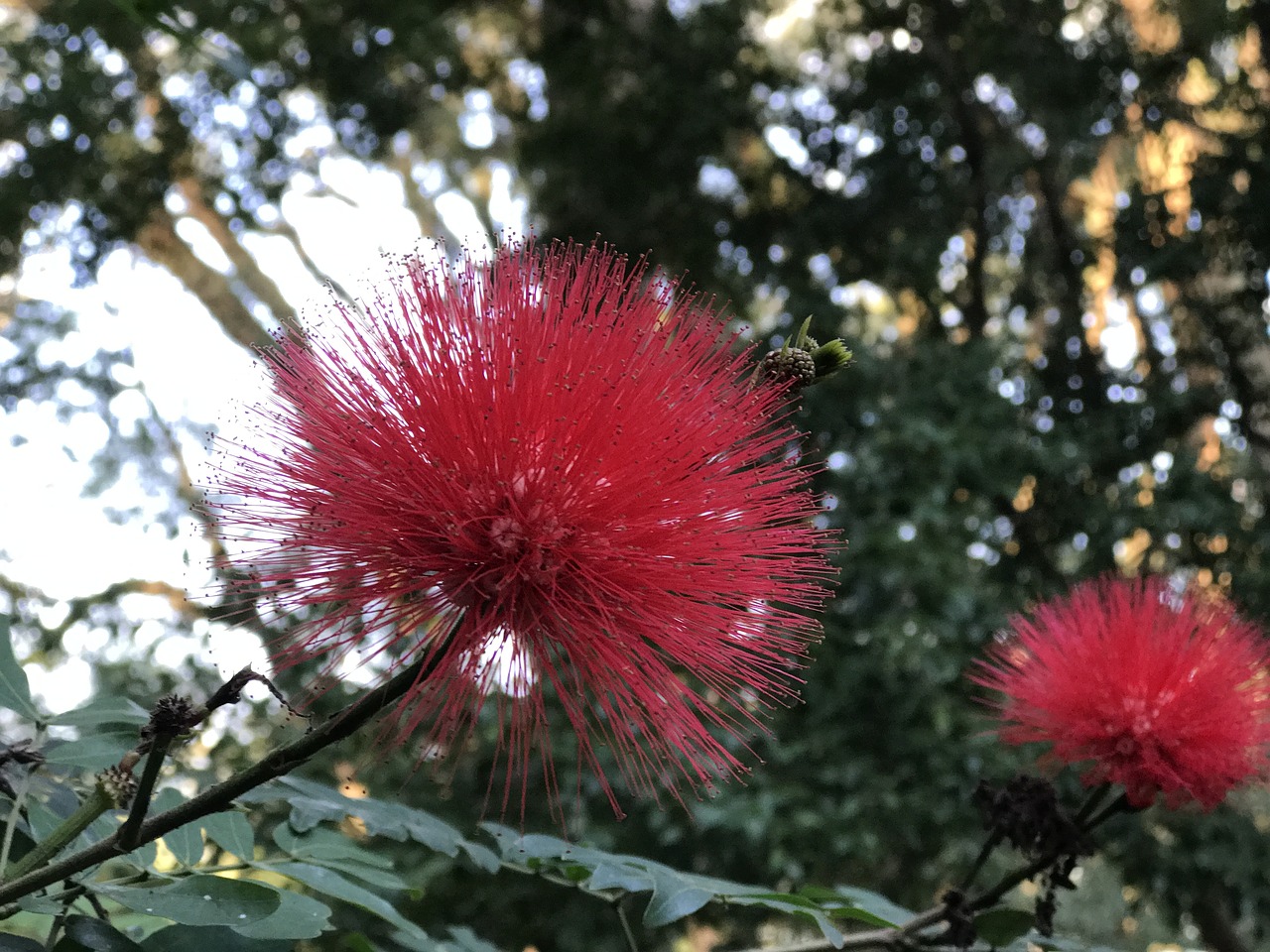 flower flowers red flower free photo