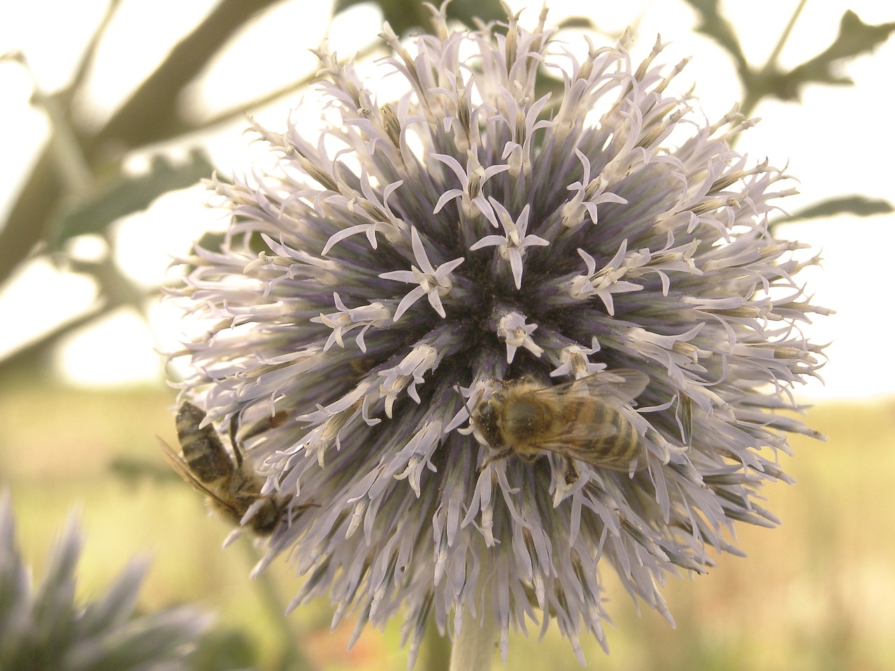 flower bumblebee thistle free photo