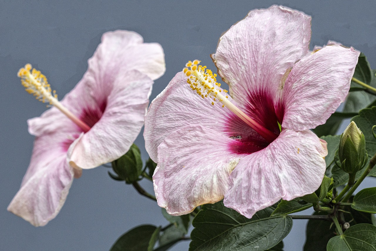 flower color pink macro free photo