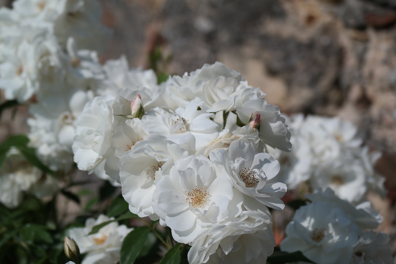 flower blossom bloom free photo