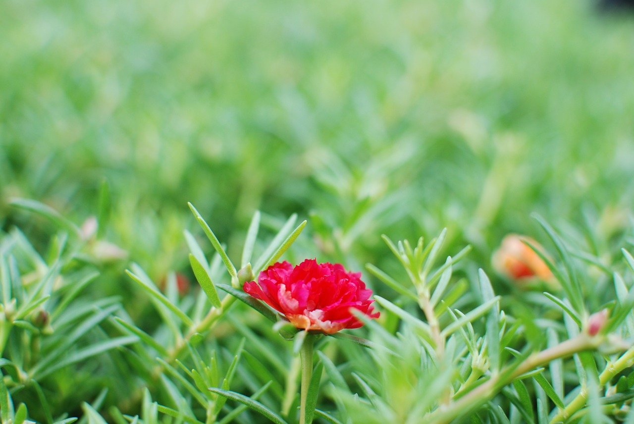 flower wildflowers grass free photo