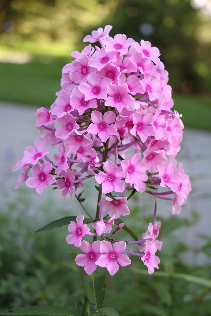 flower pink blossom free photo