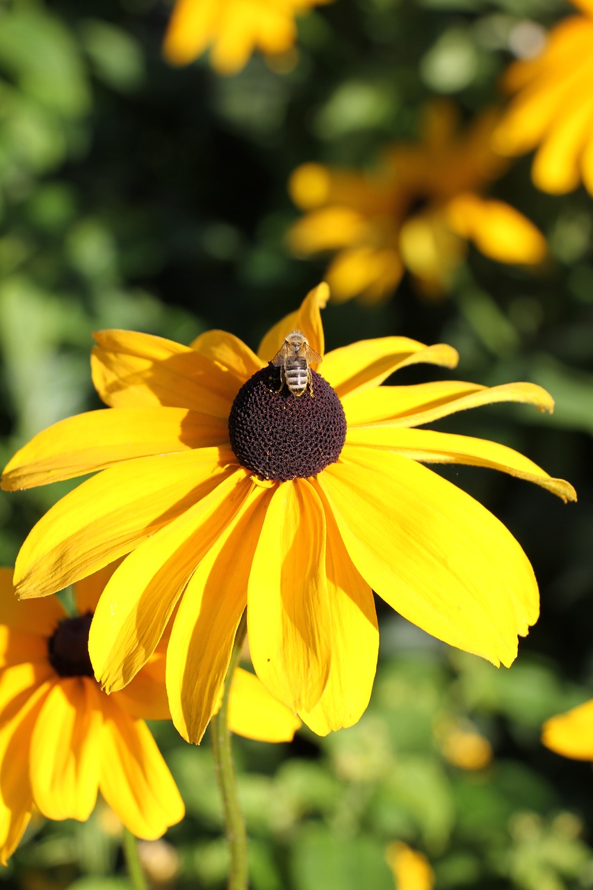 flower yellow yellow flower free photo