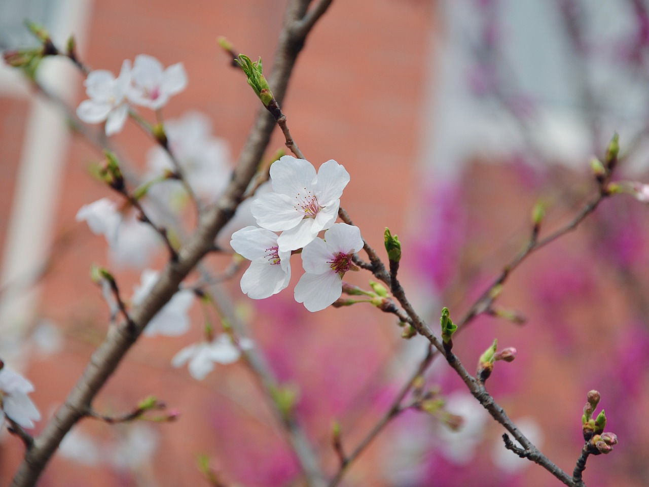 flower plant natural free photo